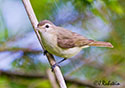 Vireo gilvus